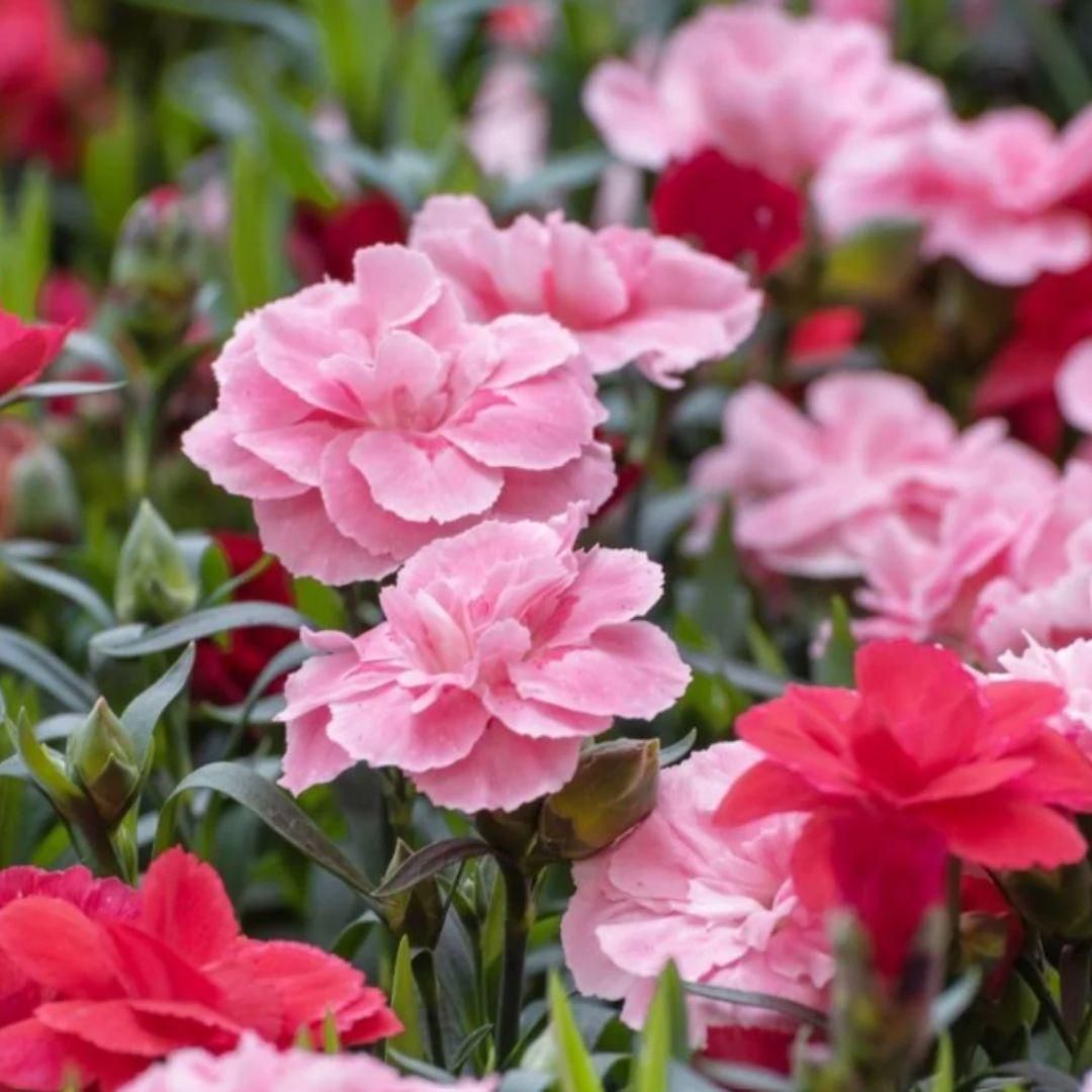 Carnation Mix Seeds provide a diverse blend of vibrant, fragrant flowers known for their durability and elegant appearance. Ideal for both novice and experienced gardeners, these seeds thrive in a range of conditions, producing blooms that enhance garden aesthetics and attract beneficial pollinators. Cultivate a colorful, long-lasting floral display with this expertly selected mix.