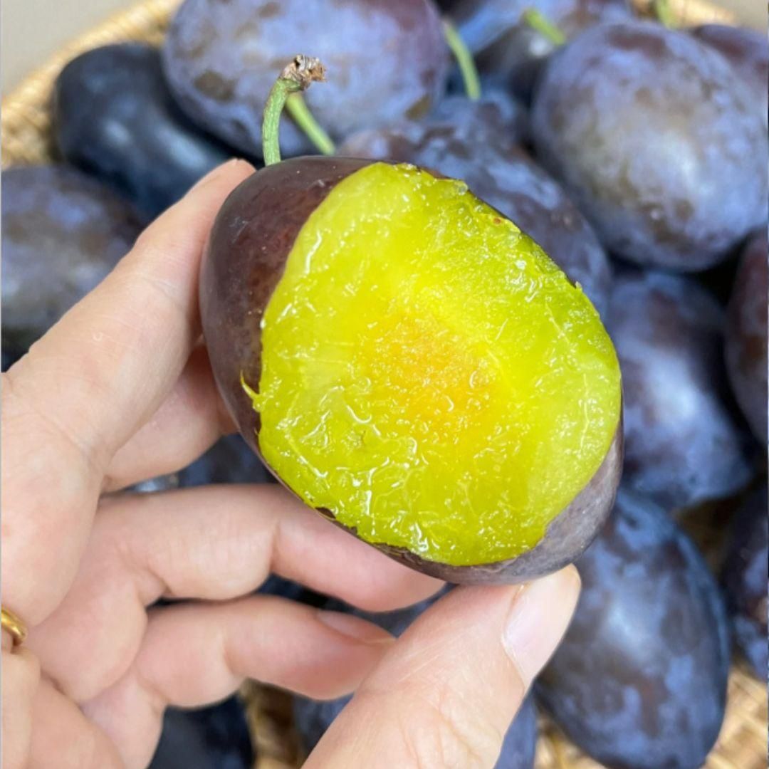 Blue Honey Goddess Plum Seeds provide an excellent foundation for cultivating a distinctive plum variety known for its vibrant blue-honeyed fruit and rich flavor profile. These seeds are suited for experienced growers aiming to develop robust trees that produce high-quality plums ideal for fresh consumption and gourmet applications. With proper care and cultivation, these seeds can yield a rewarding harvest of unique, flavorful fruit.