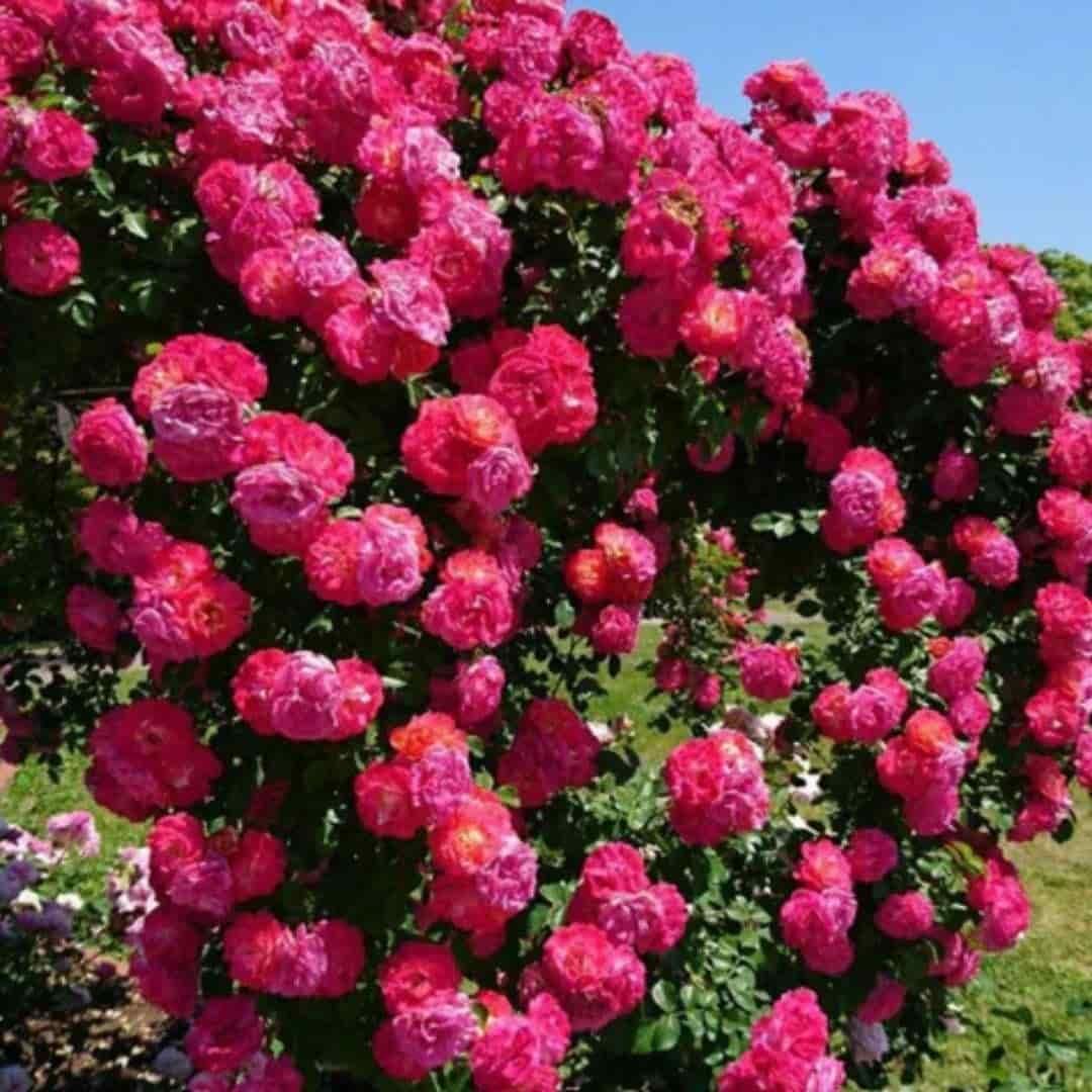 These premium Elegant Climbing Rose Flower Seeds produce robust vines with spectacular blooms that ascend trellises, walls, and arbors with grace. Selected for optimal germination rates and genetic diversity, they develop into plants with exceptional disease resistance and prolonged flowering periods. The resulting roses display classic form with rich fragrance, thriving in zones 5-9 with proper care. Ideal for gardeners seeking vertical interest and traditional rose beauty with climbing versatility.
