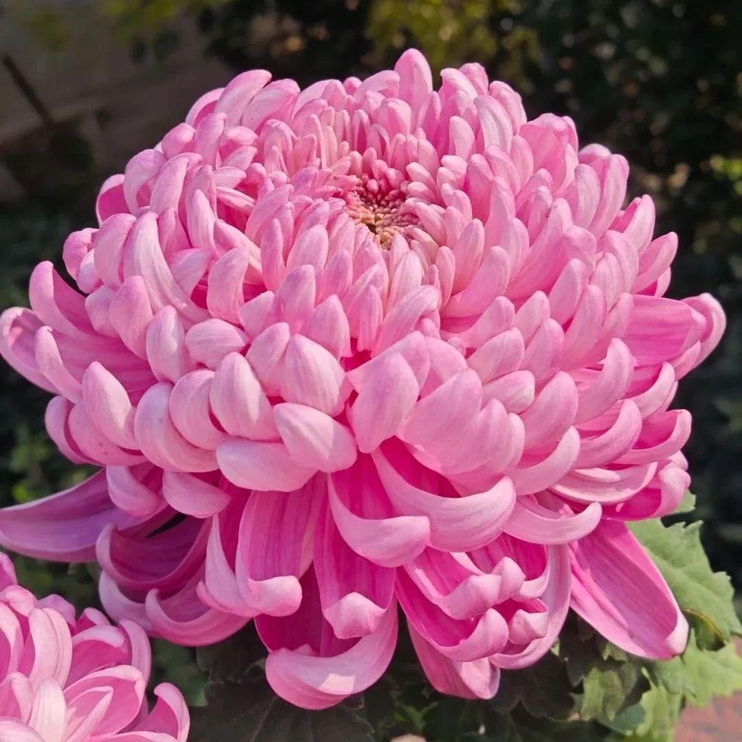 Giant Chrysanthemum Seeds are perfect for skilled gardeners aiming to grow large, vibrant flowers with intricate petal formations. These seeds yield strong, healthy plants that thrive in well-prepared soil and provide impressive blooms ideal for both garden displays and floral arrangements. Cultivating these chrysanthemums requires attention to watering and sunlight, rewarding you with stunning, show-quality flowers.