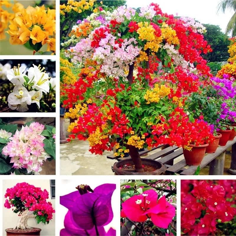 Grow a beautiful and vibrant garden with our Mix Colour Bougainvillea Flower Seeds. These seeds are specially selected to produce a variety of stunning hues and can be easily grown in your home garden. Create a picturesque landscape with these top-quality seeds.