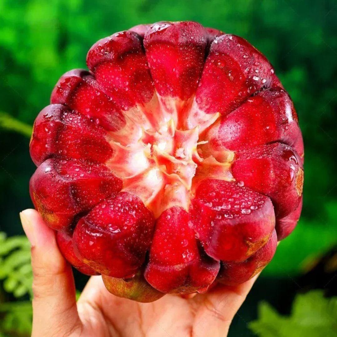 Devil Fruit Seeds provide a unique cultivation experience for enthusiasts interested in rare and exotic plants. These seeds are carefully selected to ensure optimal growth and vitality, allowing gardeners to nurture distinctive fruits with exceptional qualities. Perfect for collectors and experts alike, they offer an opportunity to expand your botanical collection with a truly uncommon specimen.
