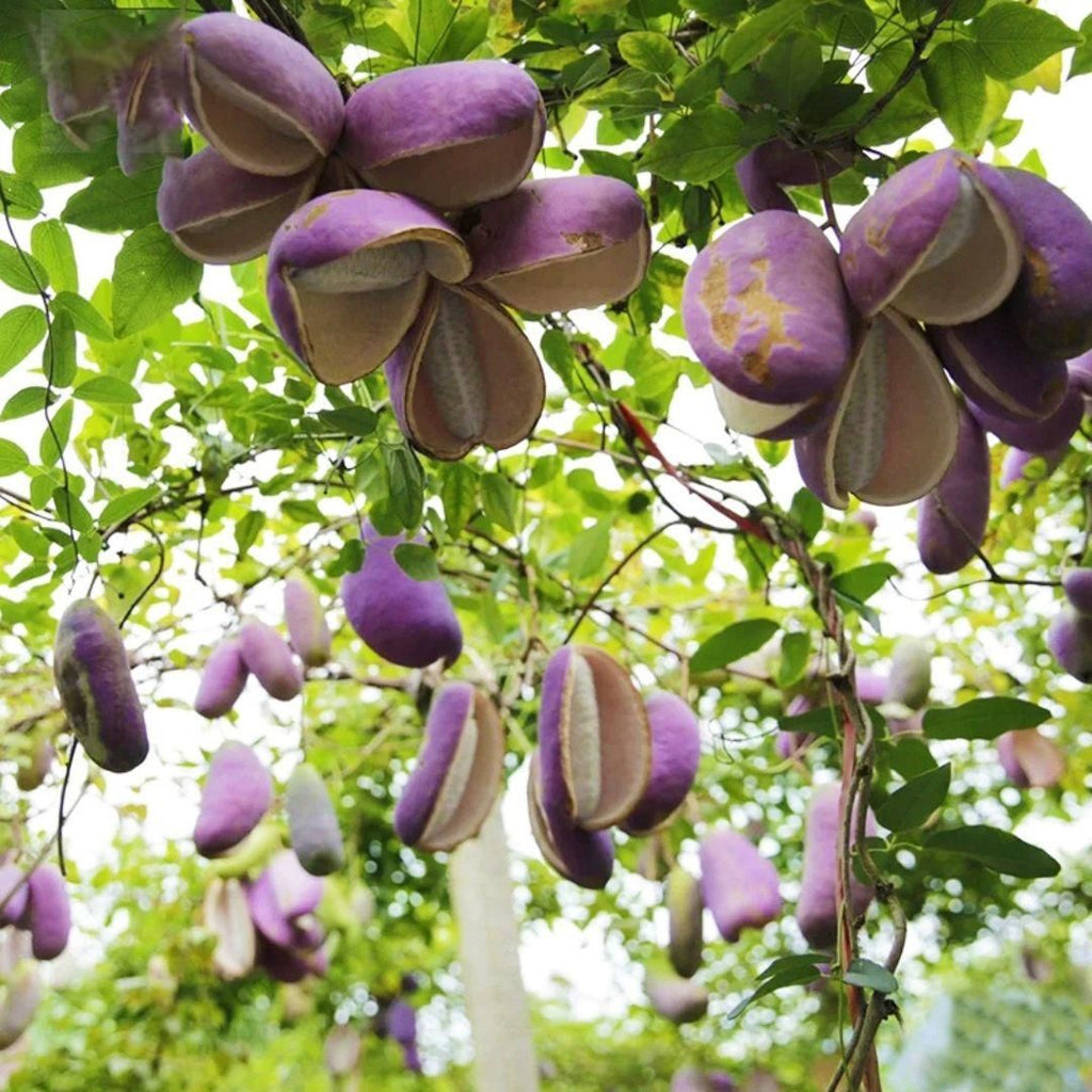 August Melon Seeds are premium-quality seeds selected for their high germination rate and vigorous growth. Designed for optimal performance in warm-season planting, these seeds enable growers to cultivate melons with excellent flavor and texture. Ideal for both commercial and home gardens, they support a productive and healthy crop cycle.