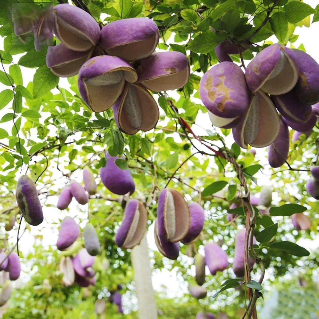 August Melon Seeds are premium-quality seeds selected for their high germination rate and vigorous growth. Designed for optimal performance in warm-season planting, these seeds enable growers to cultivate melons with excellent flavor and texture. Ideal for both commercial and home gardens, they support a productive and healthy crop cycle.