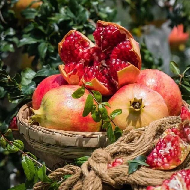 Start your gardening journey with our Pomegranate Seeds Pack of 2, carefully selected for successful plantation. Each pack contains viable seeds ready to grow into beautiful pomegranate plants with proper care. We've chosen the best varieties to help ensure your gardening success, and we're here to support you every step of the way as you nurture these seeds into thriving fruit-bearing plants.
