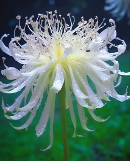 Lily Equinox Flower Bulbs Seeds are premium-quality bulbs designed for optimal growth and vibrant flowering. These bulbs produce elegant lilies with striking colors that enhance garden aesthetics. Suitable for planting in well-drained soil, they require minimal care while delivering consistent blooms during the growing season. Ideal for expert gardeners aiming to cultivate a refined and colorful floral display.