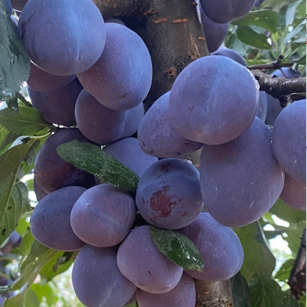Blue Honey Goddess Plum Seeds provide an excellent foundation for cultivating a distinctive plum variety known for its vibrant blue-honeyed fruit and rich flavor profile. These seeds are suited for experienced growers aiming to develop robust trees that produce high-quality plums ideal for fresh consumption and gourmet applications. With proper care and cultivation, these seeds can yield a rewarding harvest of unique, flavorful fruit.