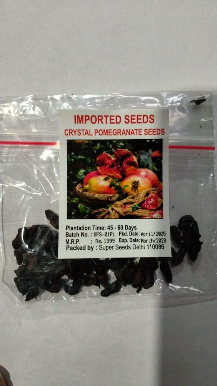 Start your gardening journey with our Pomegranate Seeds Pack of 2, carefully selected for successful plantation. Each pack contains viable seeds ready to grow into beautiful pomegranate plants with proper care. We've chosen the best varieties to help ensure your gardening success, and we're here to support you every step of the way as you nurture these seeds into thriving fruit-bearing plants.
