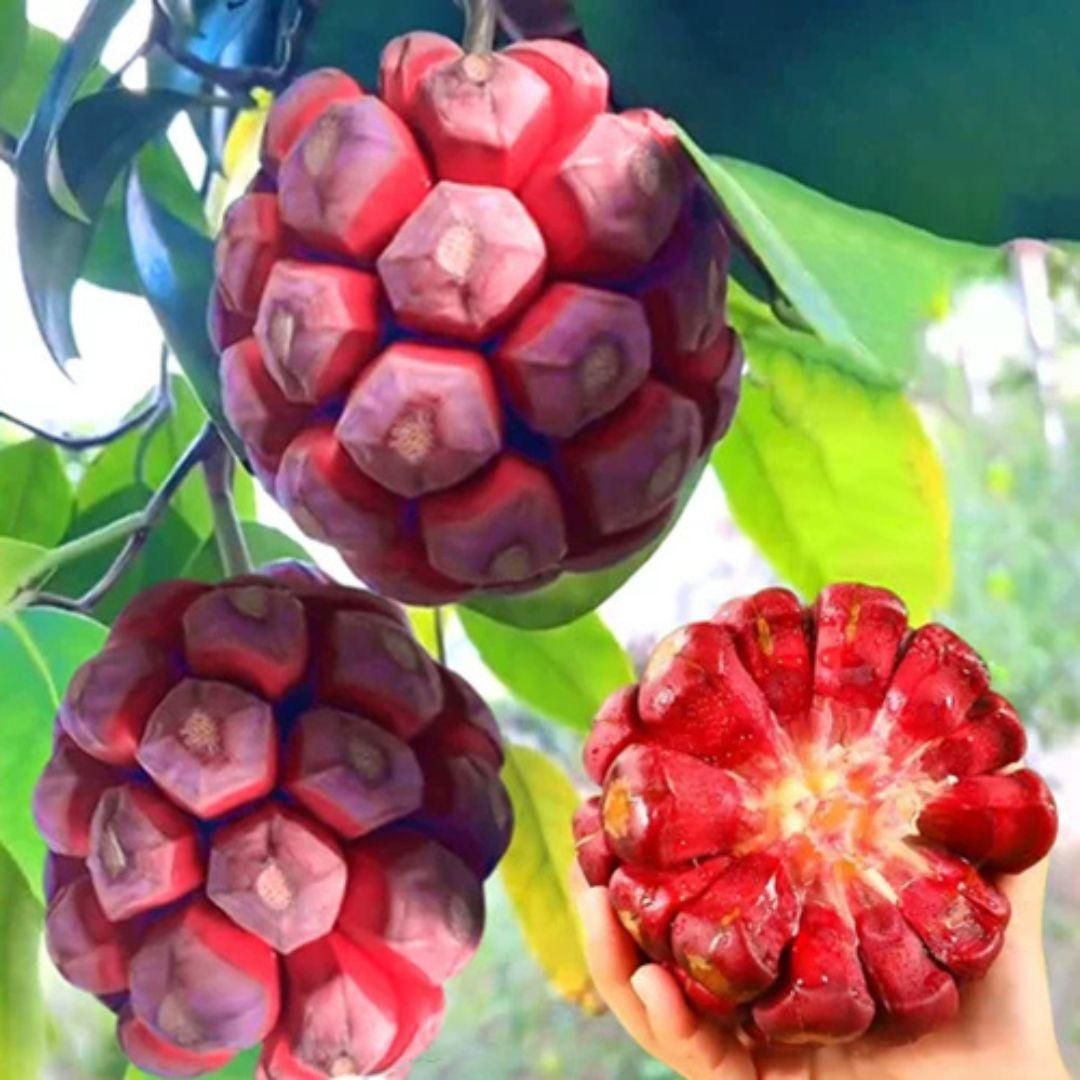 Devil Fruit Seeds provide a unique cultivation experience for enthusiasts interested in rare and exotic plants. These seeds are carefully selected to ensure optimal growth and vitality, allowing gardeners to nurture distinctive fruits with exceptional qualities. Perfect for collectors and experts alike, they offer an opportunity to expand your botanical collection with a truly uncommon specimen.
