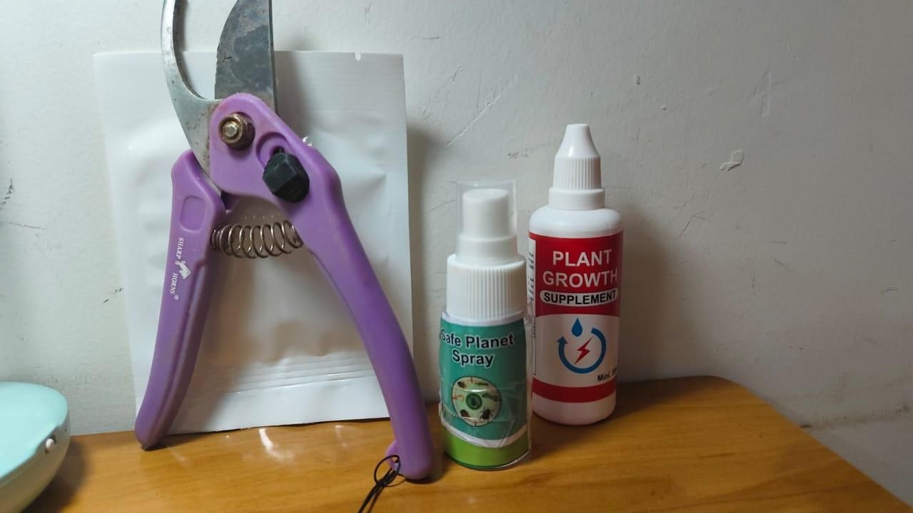 As a gardening expert, I recommend our Plant Care Combo Pack of 3 with 1 Gardening Scissor. This pack includes essential tools for maintaining healthy plants: a spray bottle for watering, a soft brush for cleaning, and a gardening scissor for trimming. With this combo pack, your plants will thrive.
