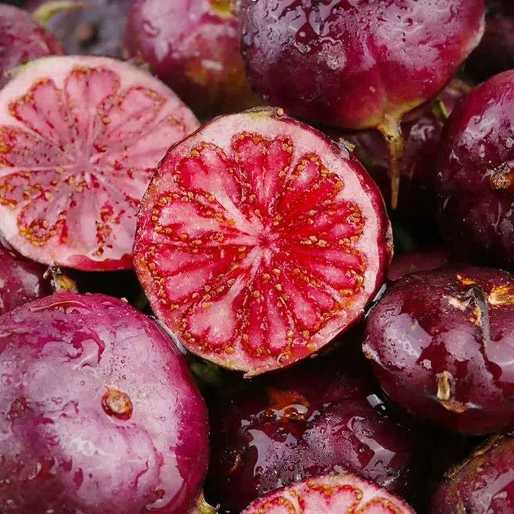Red Berry Ginseng expertly combines the revitalizing properties of ginseng with the antioxidant power of red berries. This formulation supports increased energy, enhanced focus, and overall well-being. Perfect for individuals seeking a natural, effective way to boost stamina and cognitive performance through time-tested herbal ingredients.