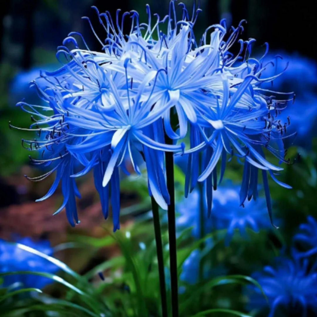Lily Equinox Flower Bulbs Seeds are premium-quality bulbs designed for optimal growth and vibrant flowering. These bulbs produce elegant lilies with striking colors that enhance garden aesthetics. Suitable for planting in well-drained soil, they require minimal care while delivering consistent blooms during the growing season. Ideal for expert gardeners aiming to cultivate a refined and colorful floral display.