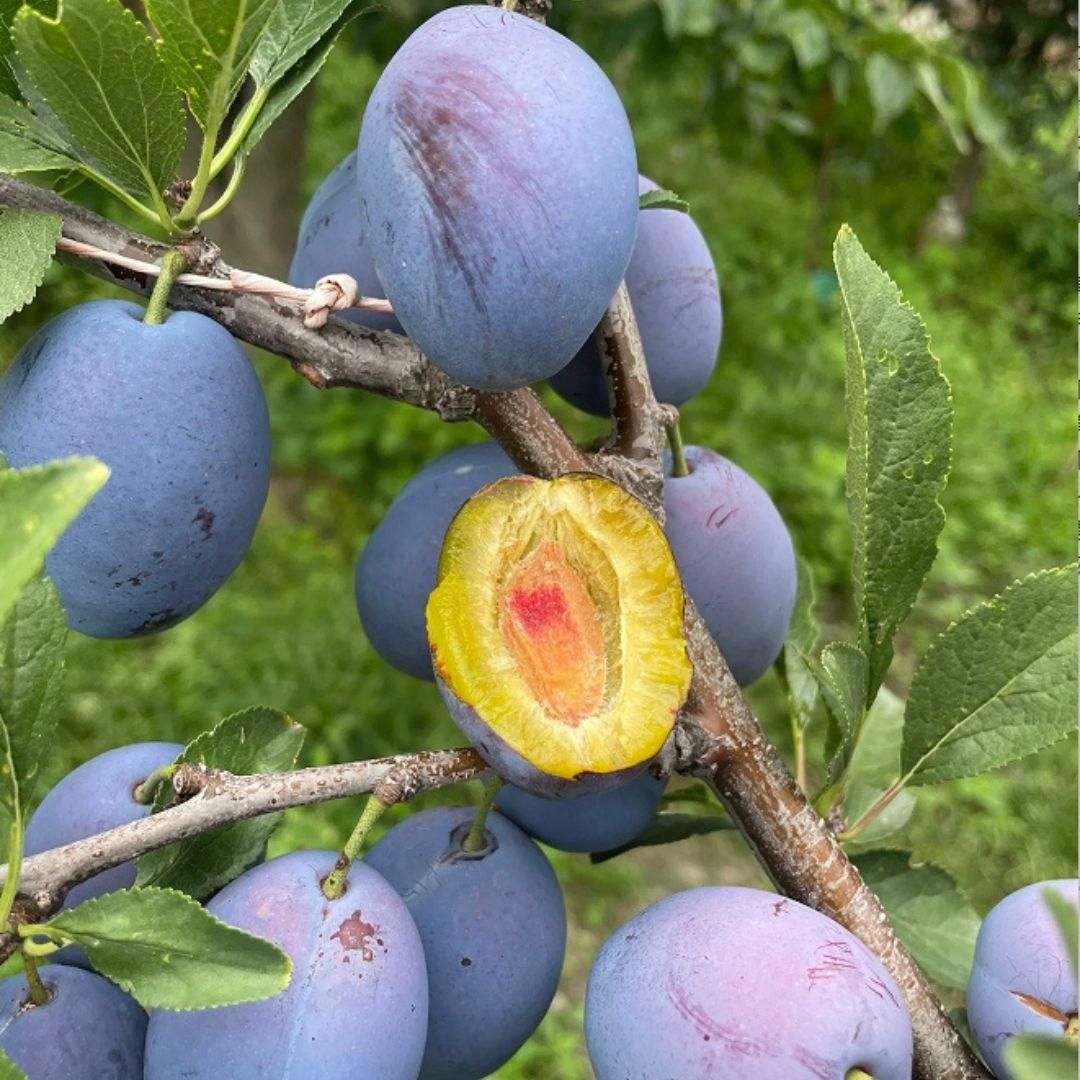Blue Honey Goddess Plum Seeds provide an excellent foundation for cultivating a distinctive plum variety known for its vibrant blue-honeyed fruit and rich flavor profile. These seeds are suited for experienced growers aiming to develop robust trees that produce high-quality plums ideal for fresh consumption and gourmet applications. With proper care and cultivation, these seeds can yield a rewarding harvest of unique, flavorful fruit.