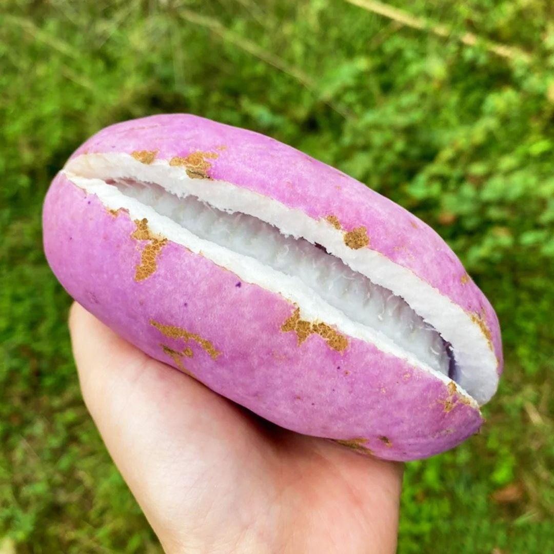 August Melon Seeds are premium-quality seeds selected for their high germination rate and vigorous growth. Designed for optimal performance in warm-season planting, these seeds enable growers to cultivate melons with excellent flavor and texture. Ideal for both commercial and home gardens, they support a productive and healthy crop cycle.