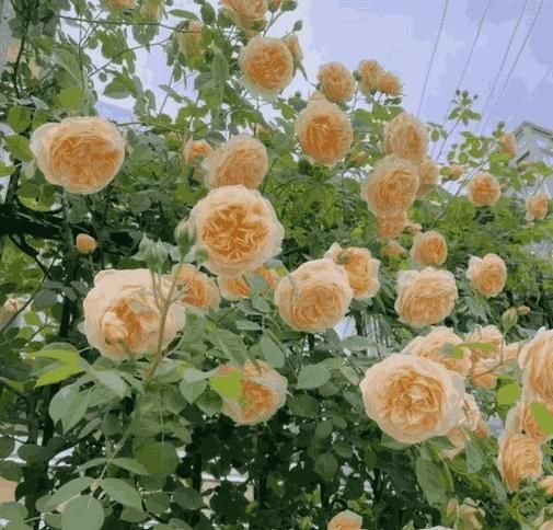 These premium Elegant Climbing Rose Flower Seeds produce robust vines with spectacular blooms that ascend trellises, walls, and arbors with grace. Selected for optimal germination rates and genetic diversity, they develop into plants with exceptional disease resistance and prolonged flowering periods. The resulting roses display classic form with rich fragrance, thriving in zones 5-9 with proper care. Ideal for gardeners seeking vertical interest and traditional rose beauty with climbing versatility.