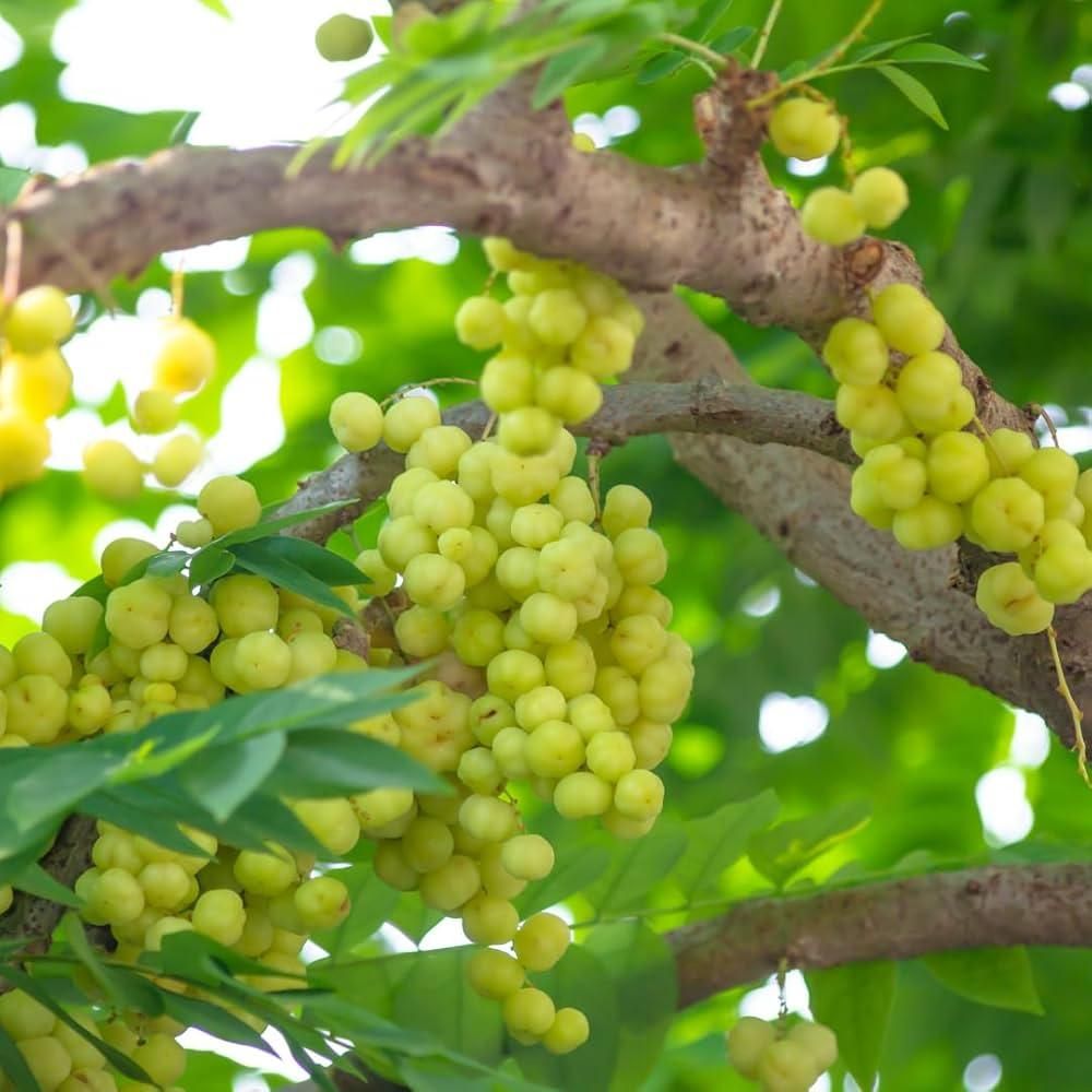 Imported Seeds Gooseberry are premium-quality seeds carefully selected from trusted international sources to ensure vigorous plant growth and high fruit production. These seeds are ideal for growers aiming to cultivate resilient gooseberry plants with excellent flavor and nutritional value. Their superior genetic traits support adaptability across diverse growing conditions, making them a reliable choice for both home gardeners and commercial cultivators seeking consistent, fruitful results.